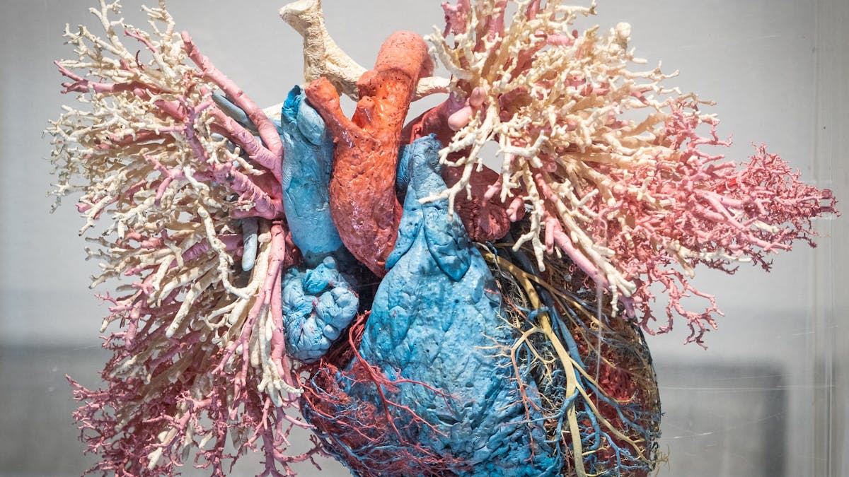 Sculpture - The Real Human Anatomy Exhibition