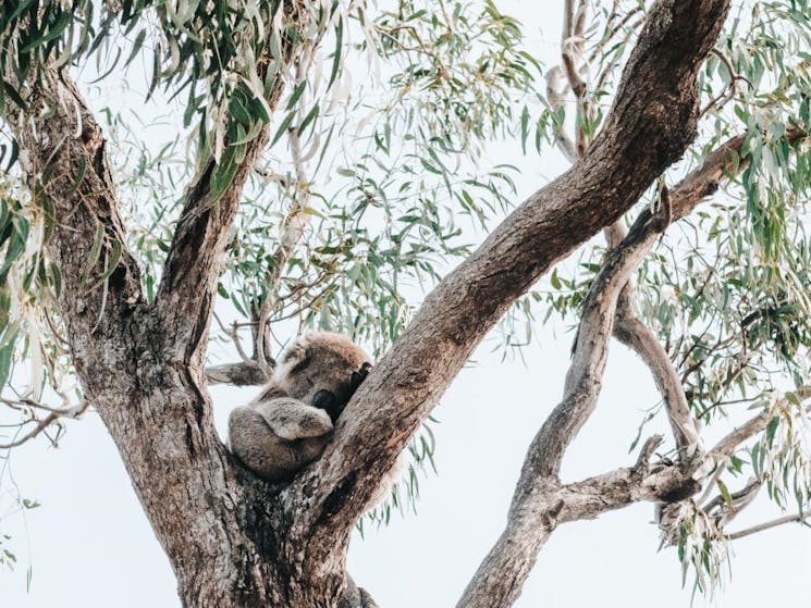 Koala on Raymond Island