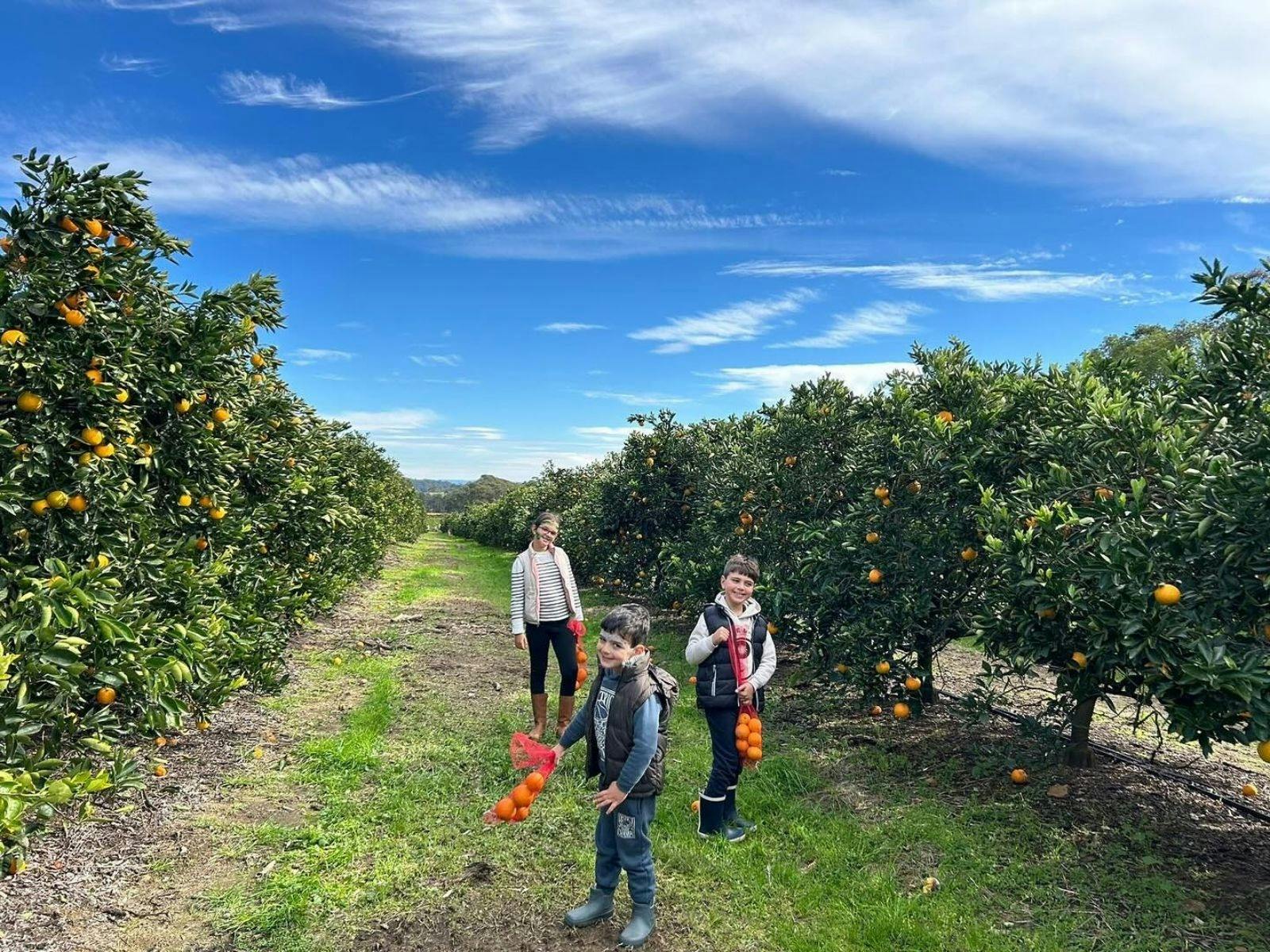 オレンジを自分で摘む子供たち