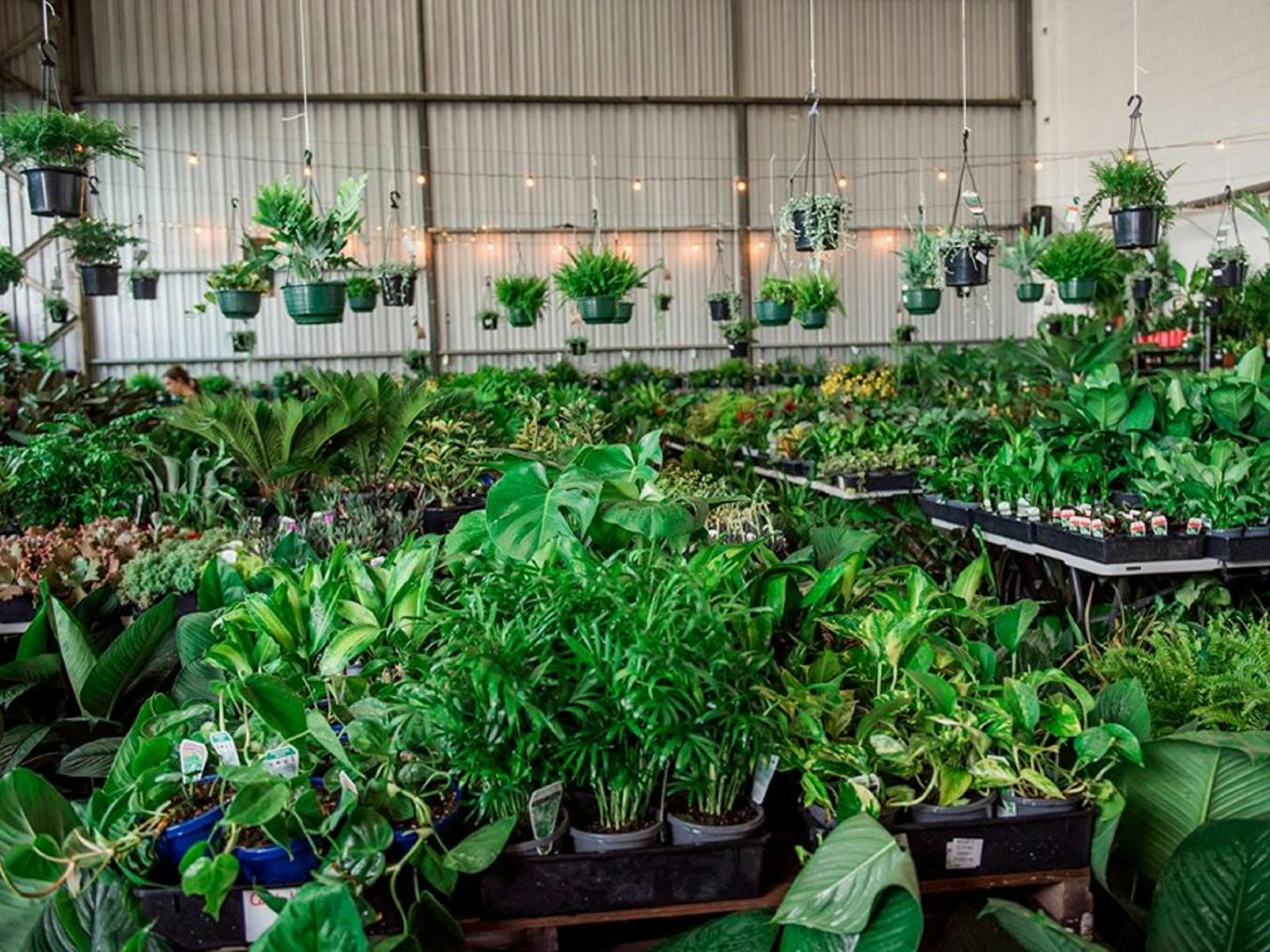 Image for Huge Indoor Plant Warehouse Sale - Springtime Splendour