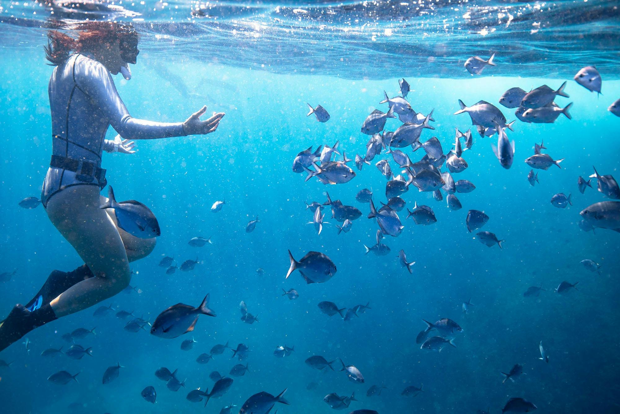 snorkeler with school of fish