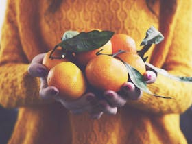 Food Fun Friends – Harvest Festival Central Coast