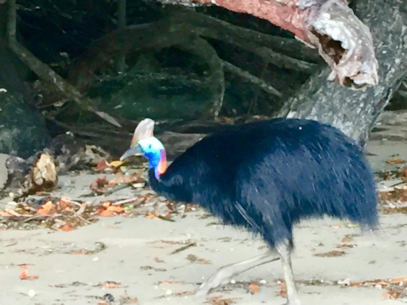Where the rainforest meets the sea. We may indeed see one of these pre-historic birds if luck has us