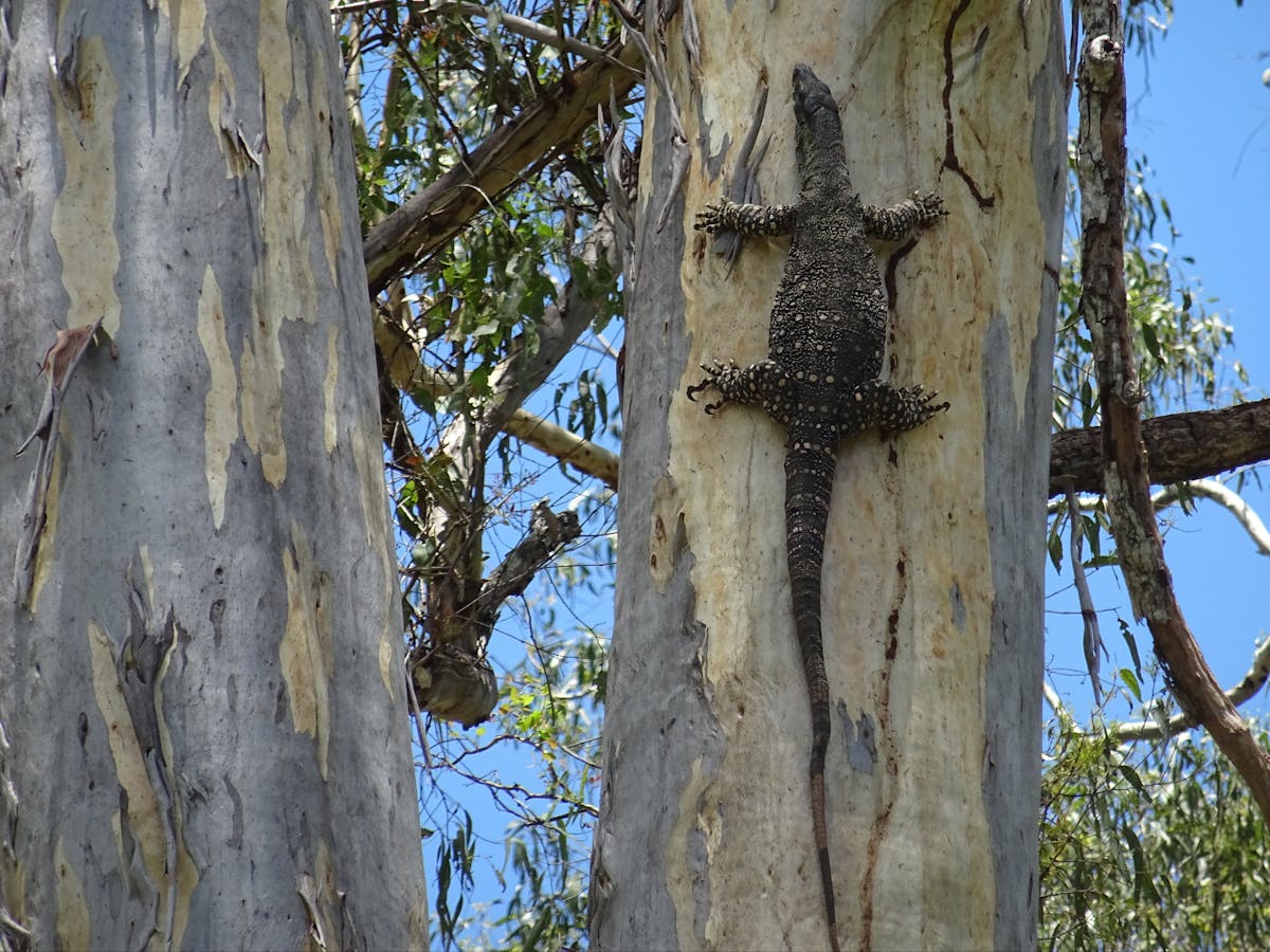 Iconic Australian Wildlife