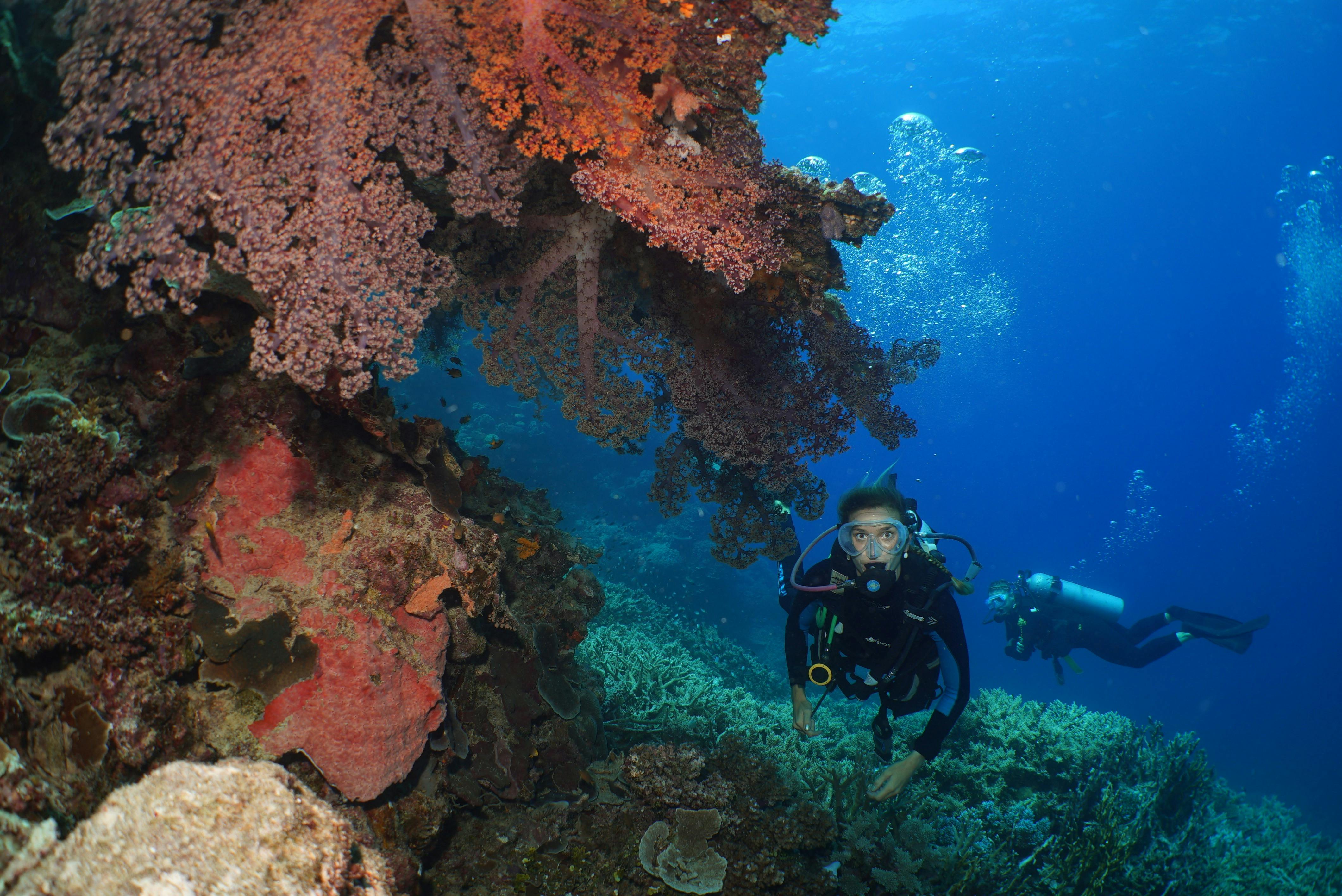 scuba diver and corals