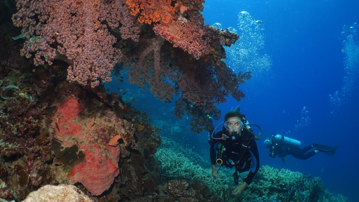 scuba diver and corals