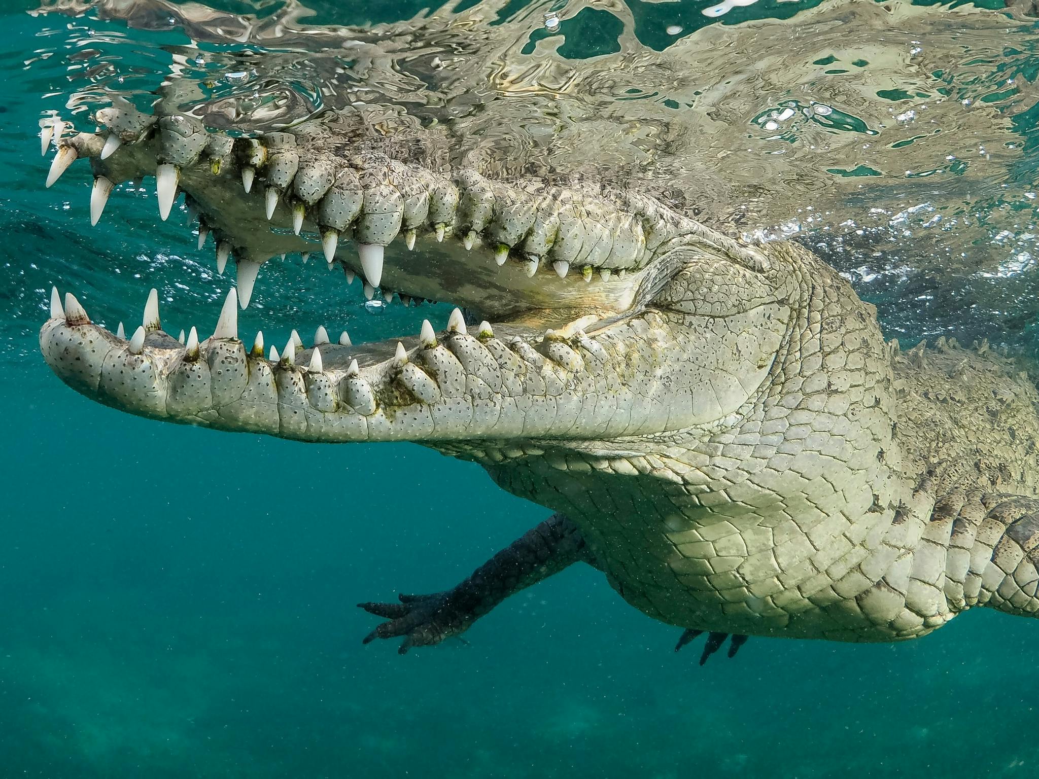 Bahamas Crocodile Encounters: Tourist'S Terrifying Tale - thib42h