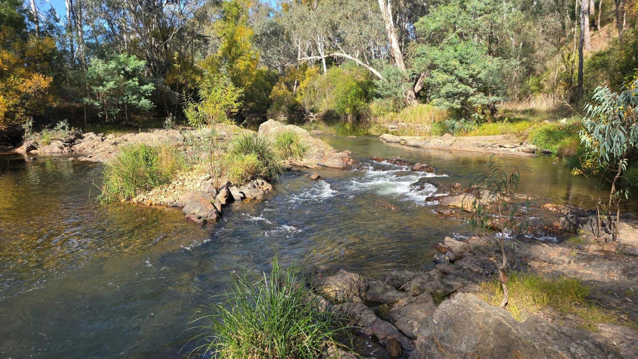 River flowing over rocks creating rapids. Grass and trees in the background