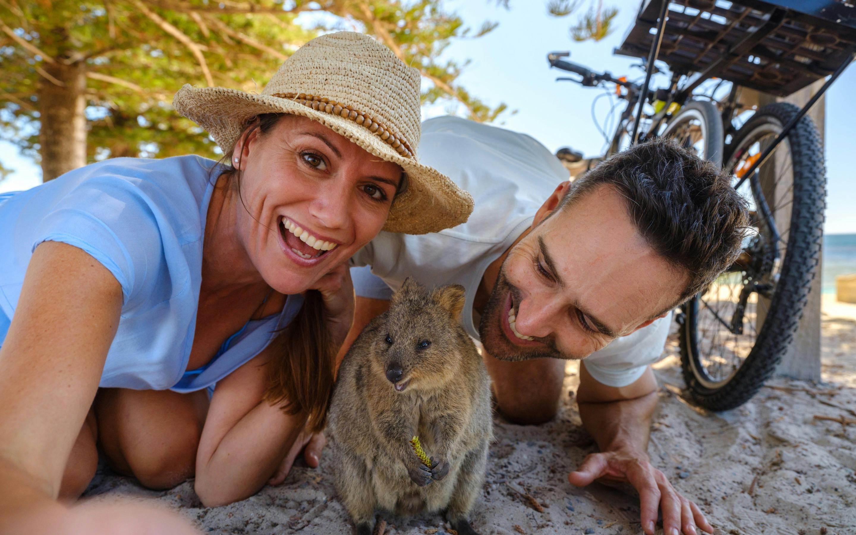 Quokka selfie