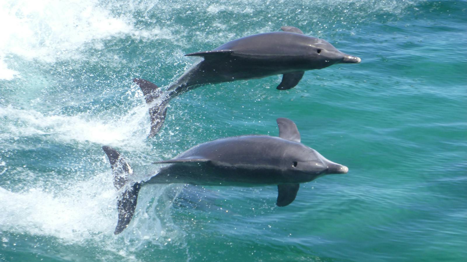 Rockingham Wild Encounters, Rockingham Beach, Western Australia