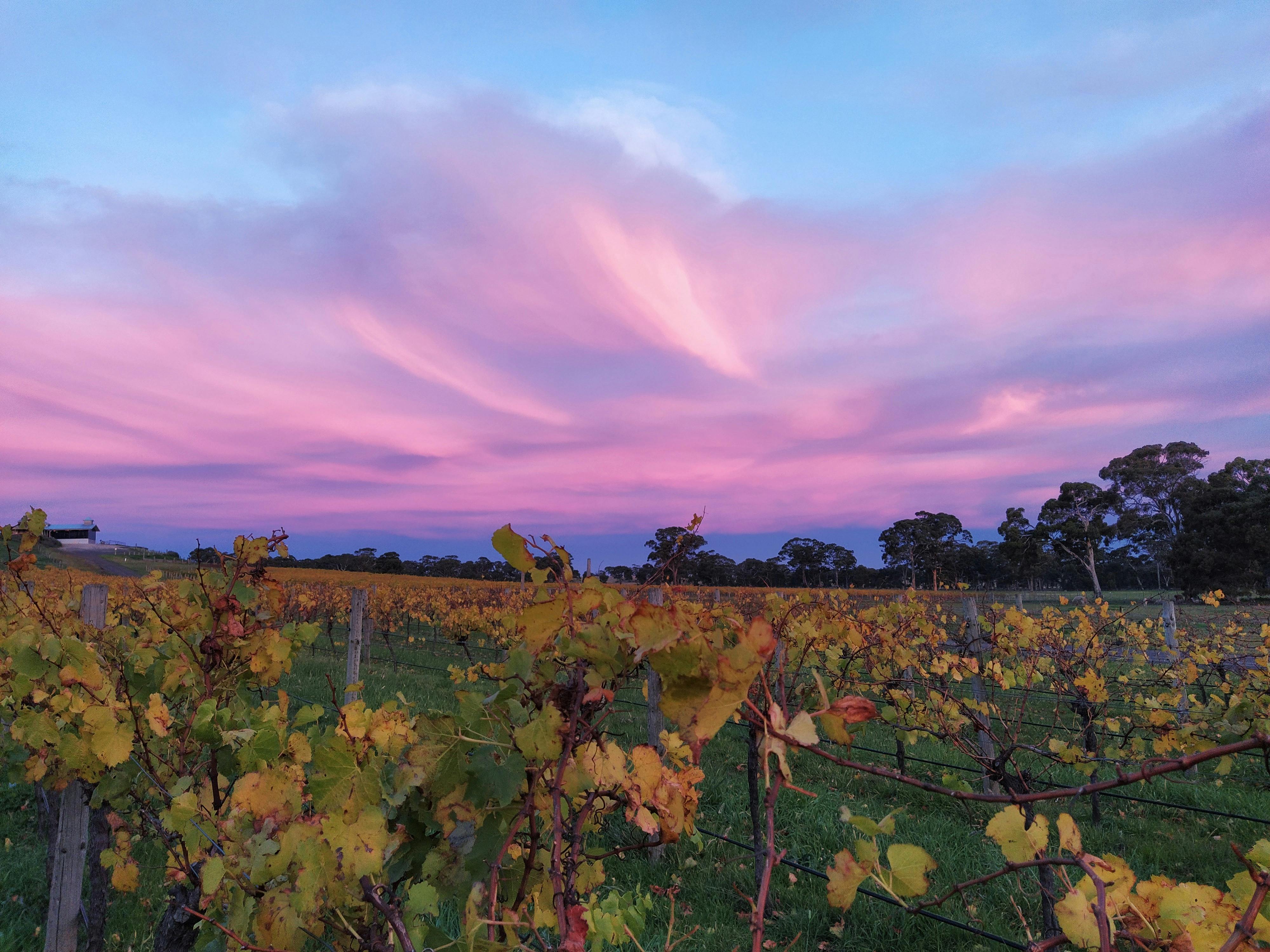 Sunset in the vineyard