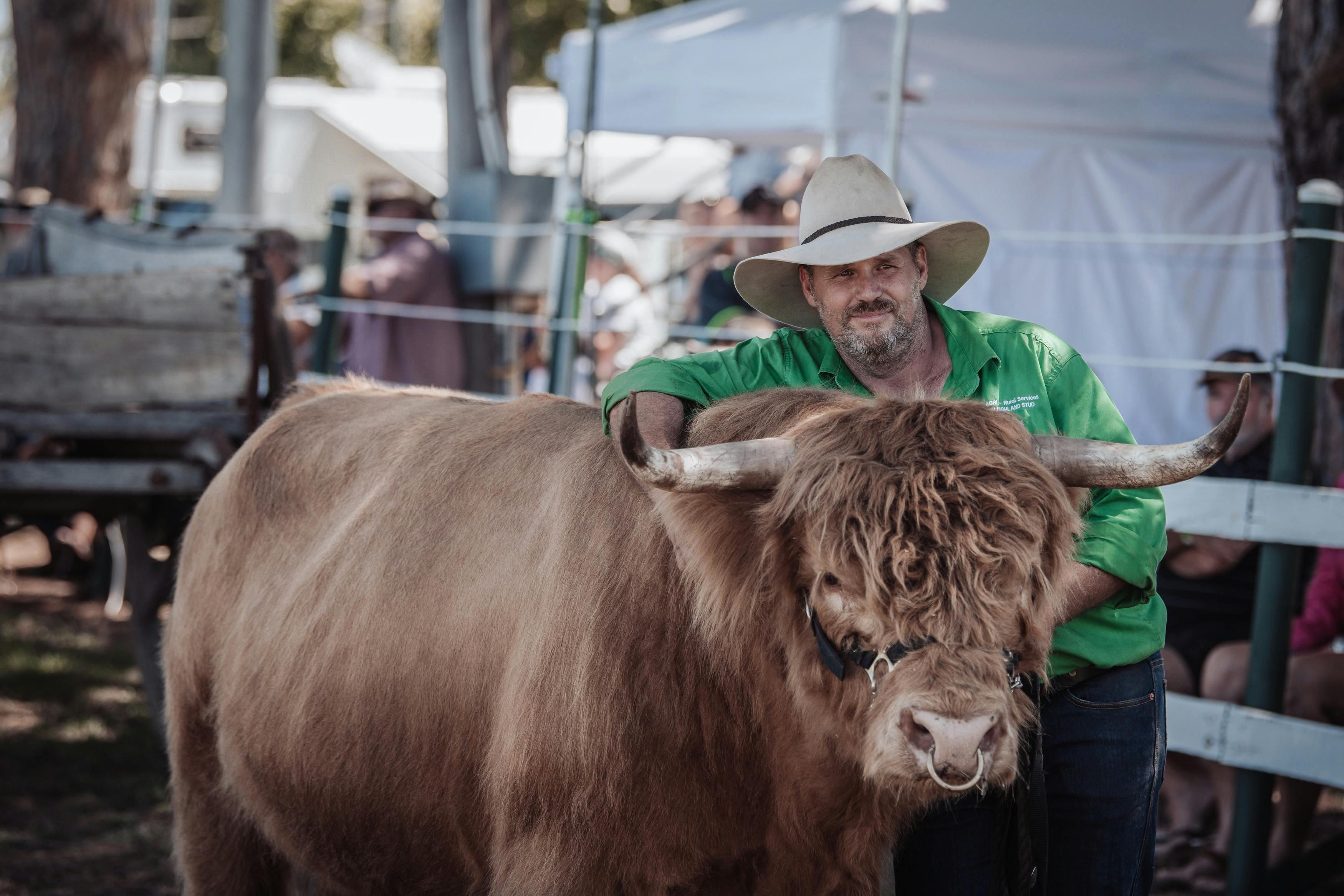 Highland Cattle Bull with handler