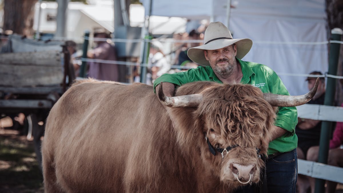 Highland Cattle Bull with handler
