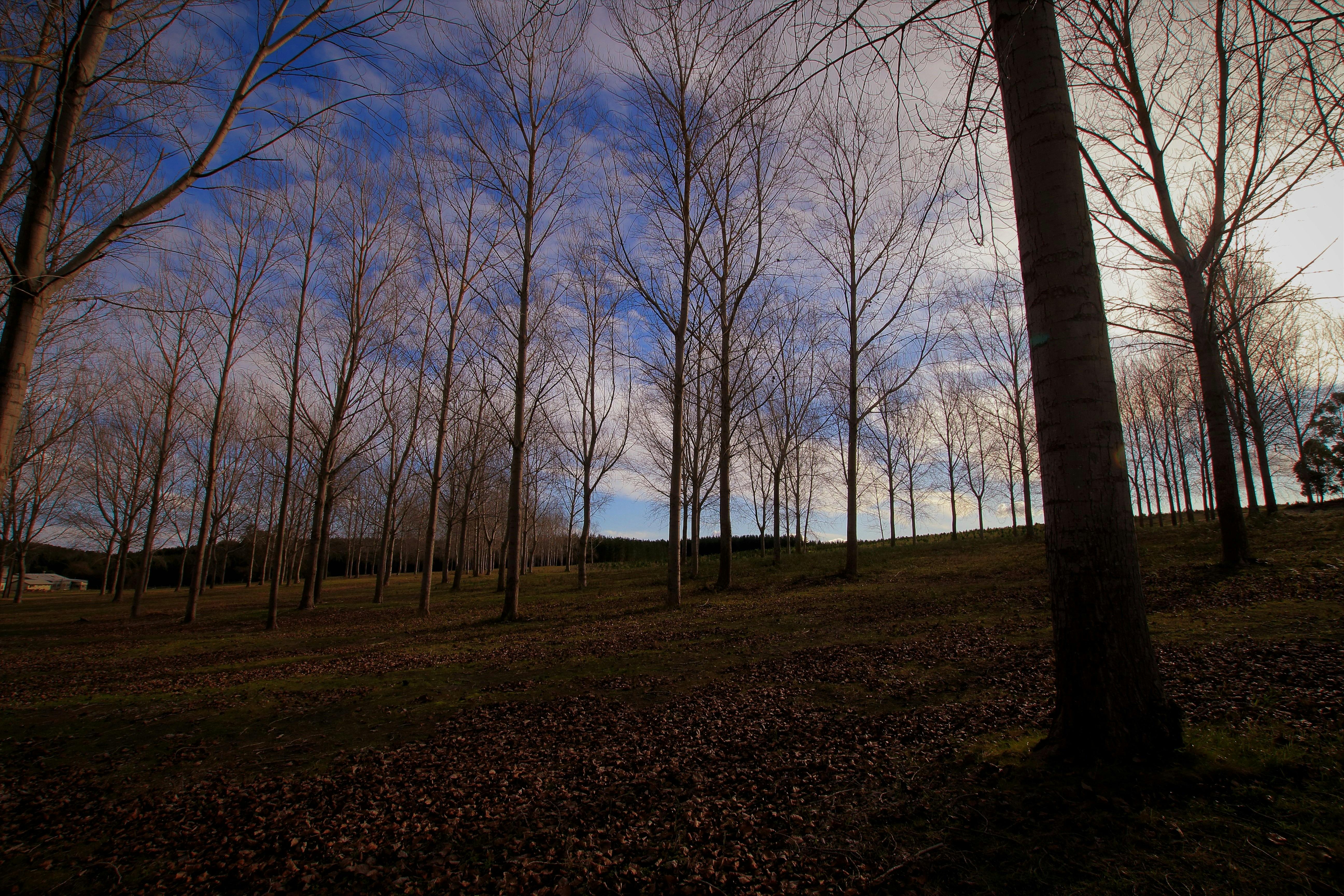 Mount Burr Township - Mount Burr, Attraction | South Australia