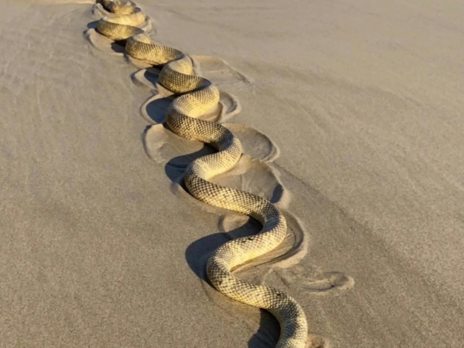 Sea Snake on the sand