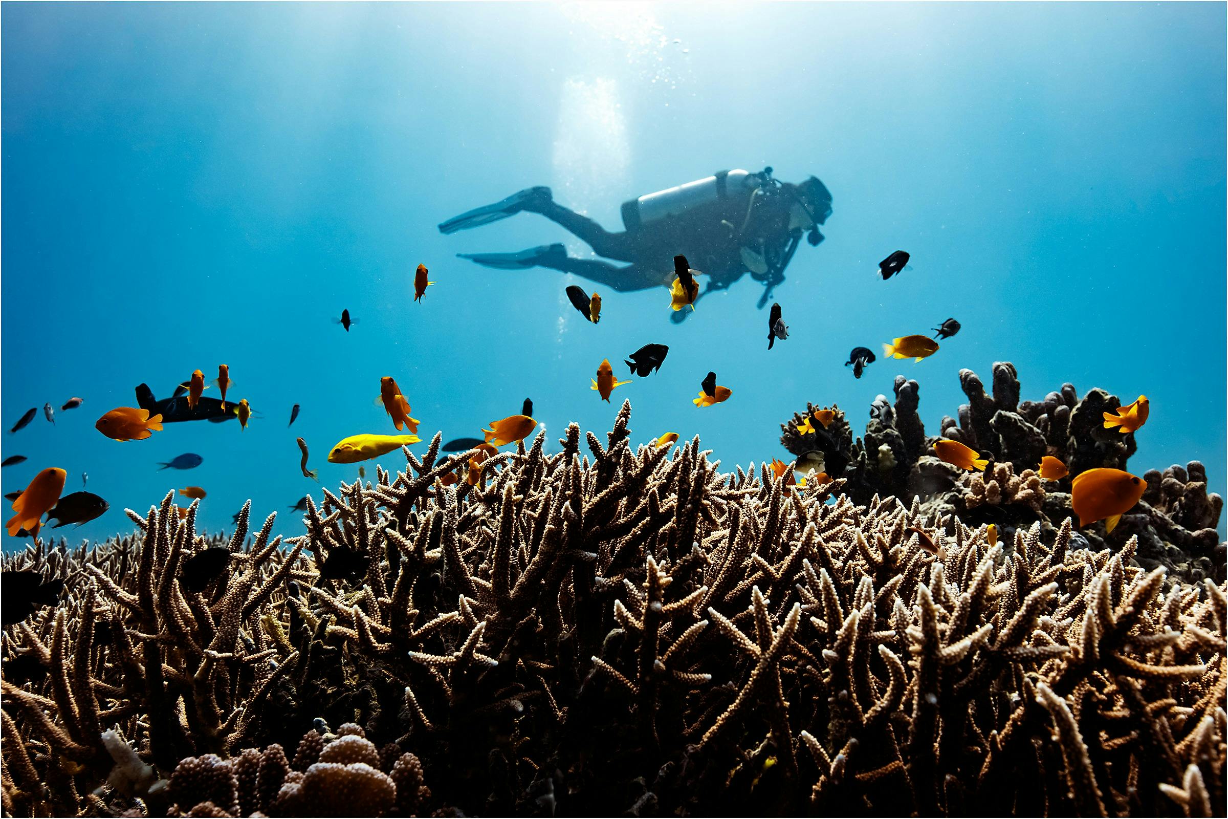 scuba dive great barrier reef
