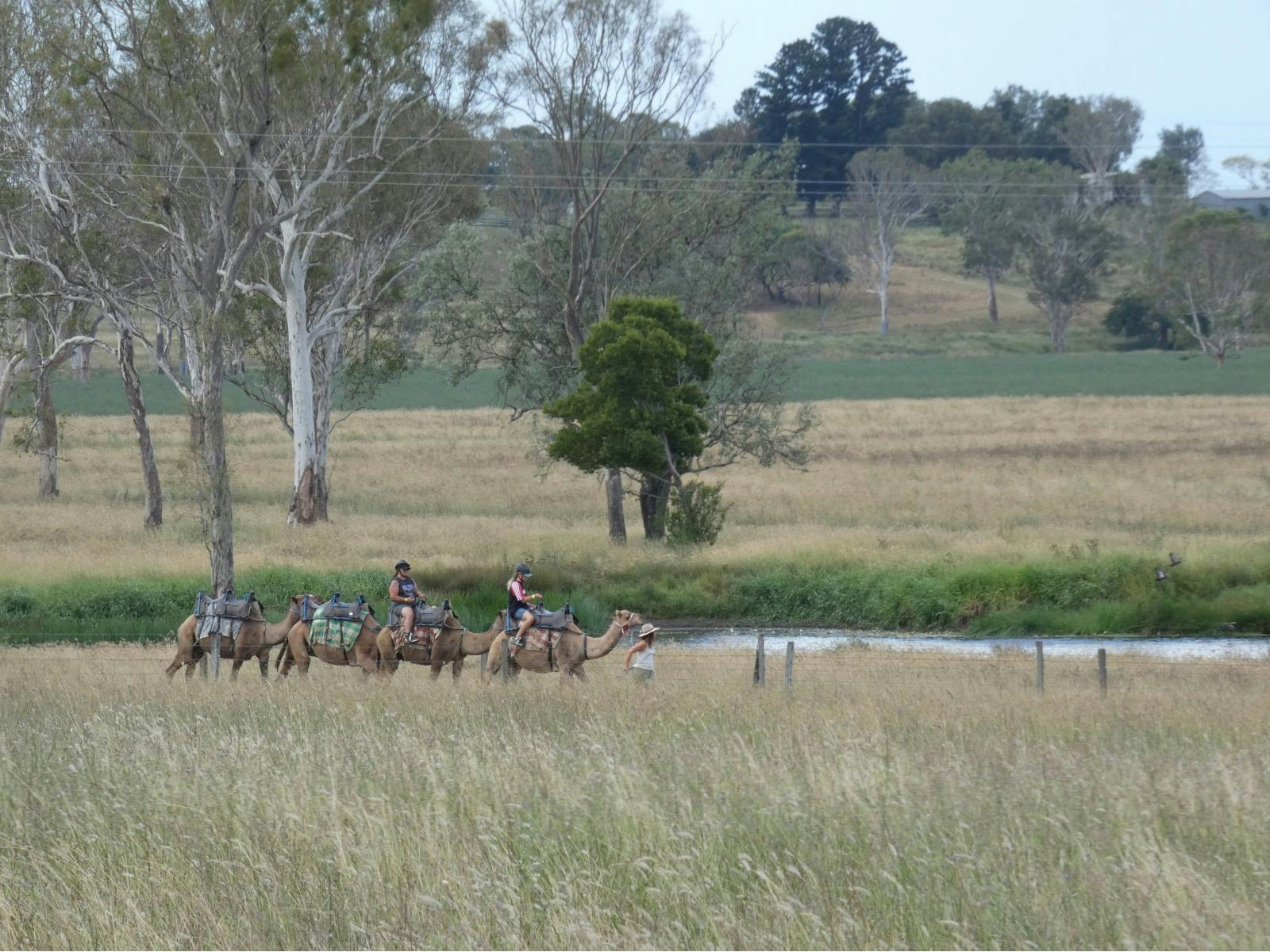 Camel Trail Ride at Summer Land Camels
