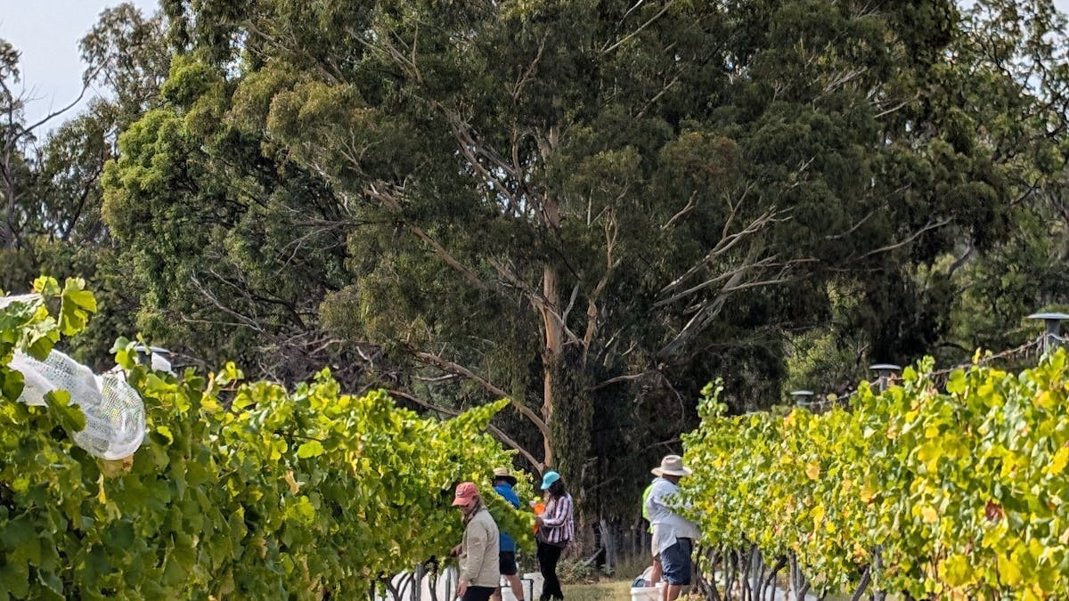 Picking with friends Vintage 2026