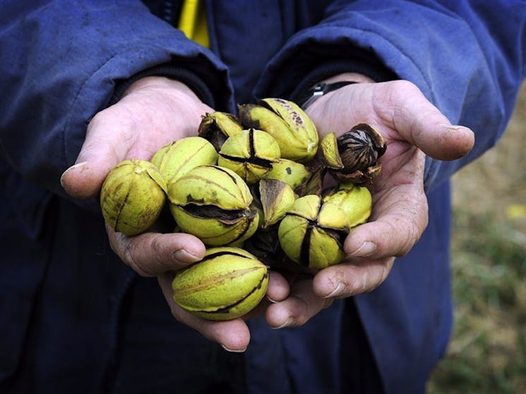 Stahmann Pecan Nut Farm