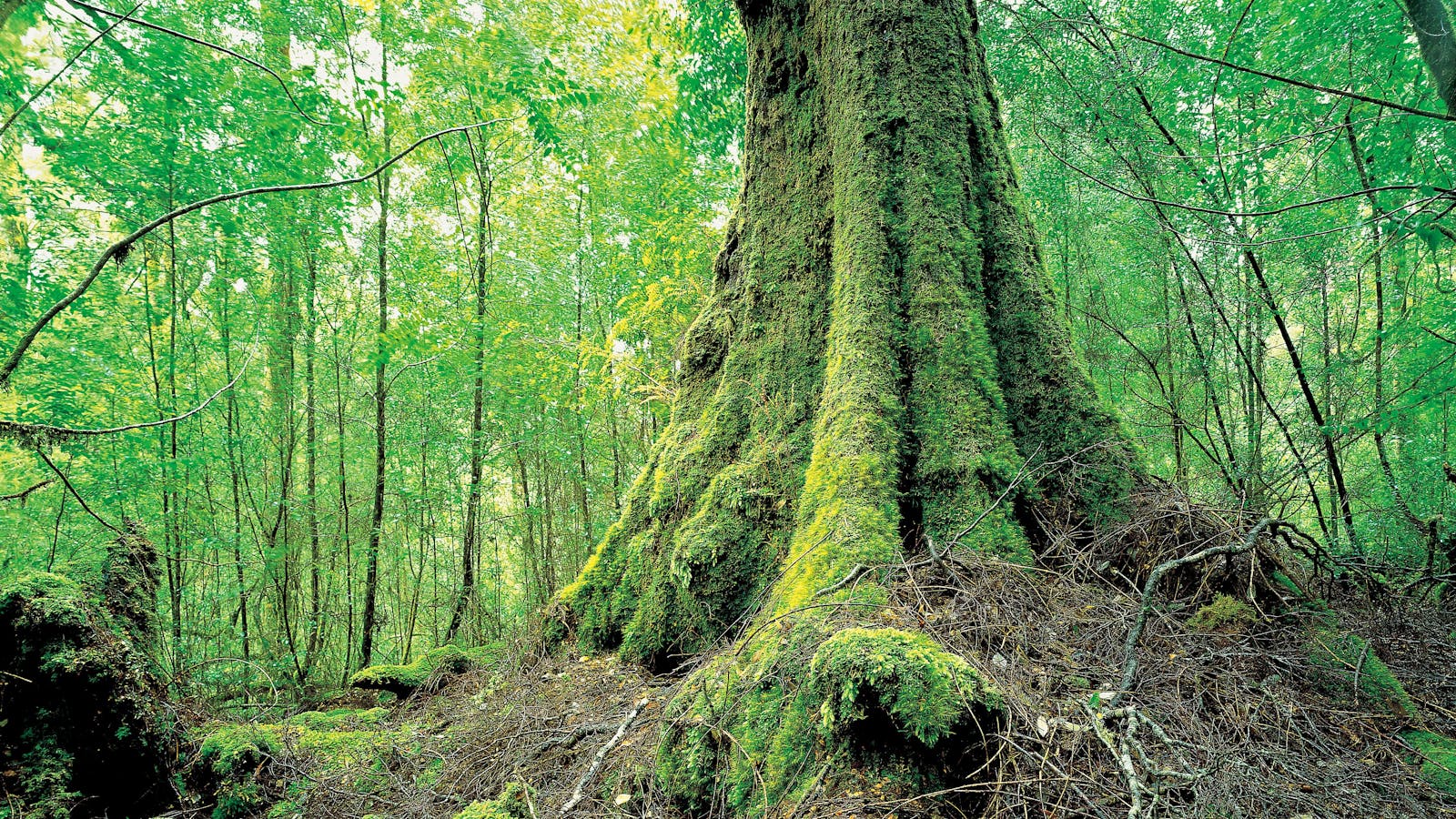 Tarkine Trails