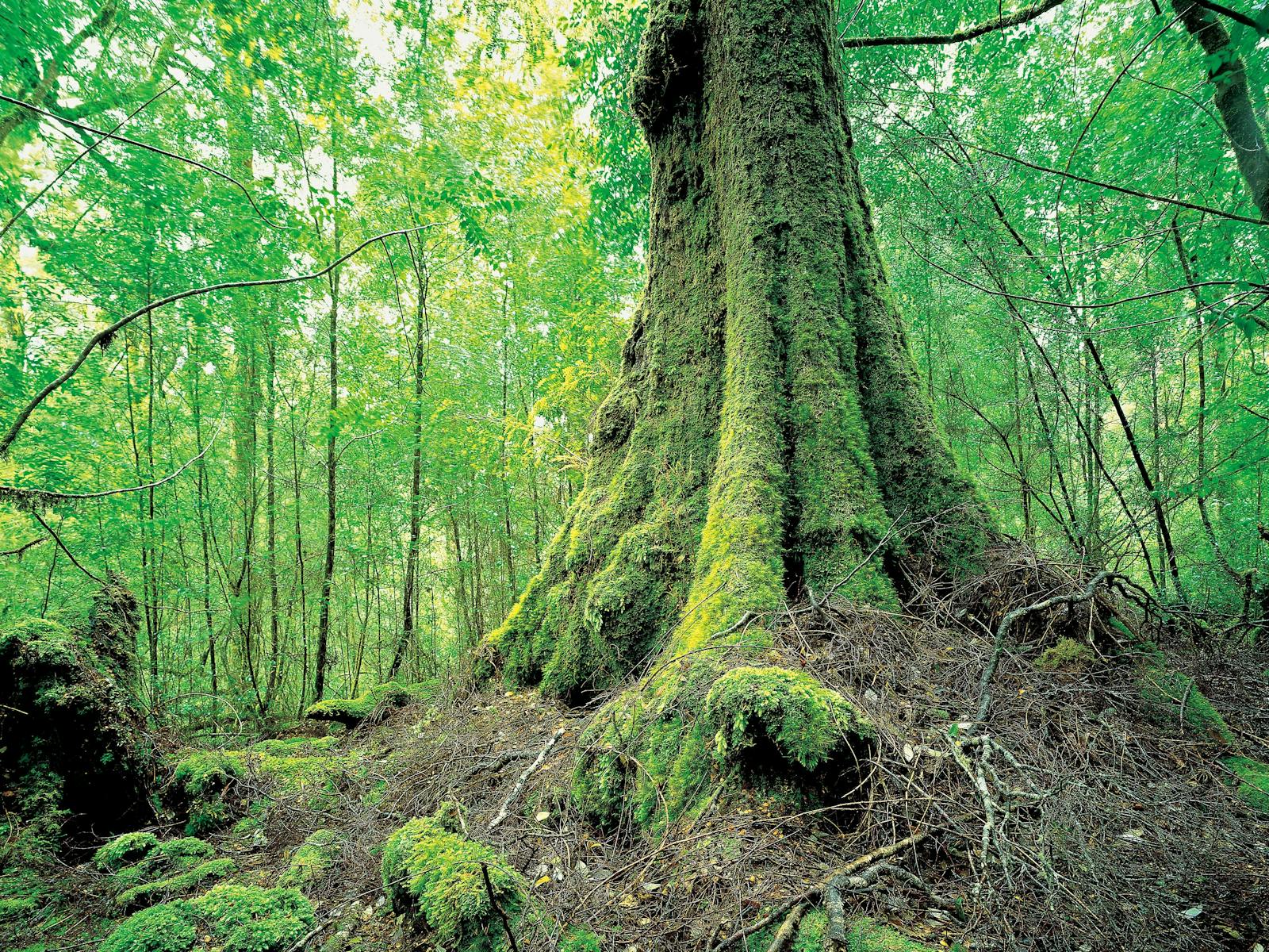 Myrtle in takayna/Tarkine rainforest