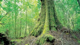 Myrtle in takayna/Tarkine rainforest