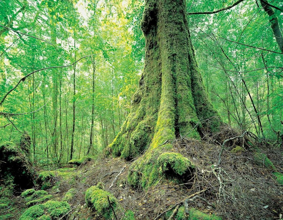 Tarkine Trails photo