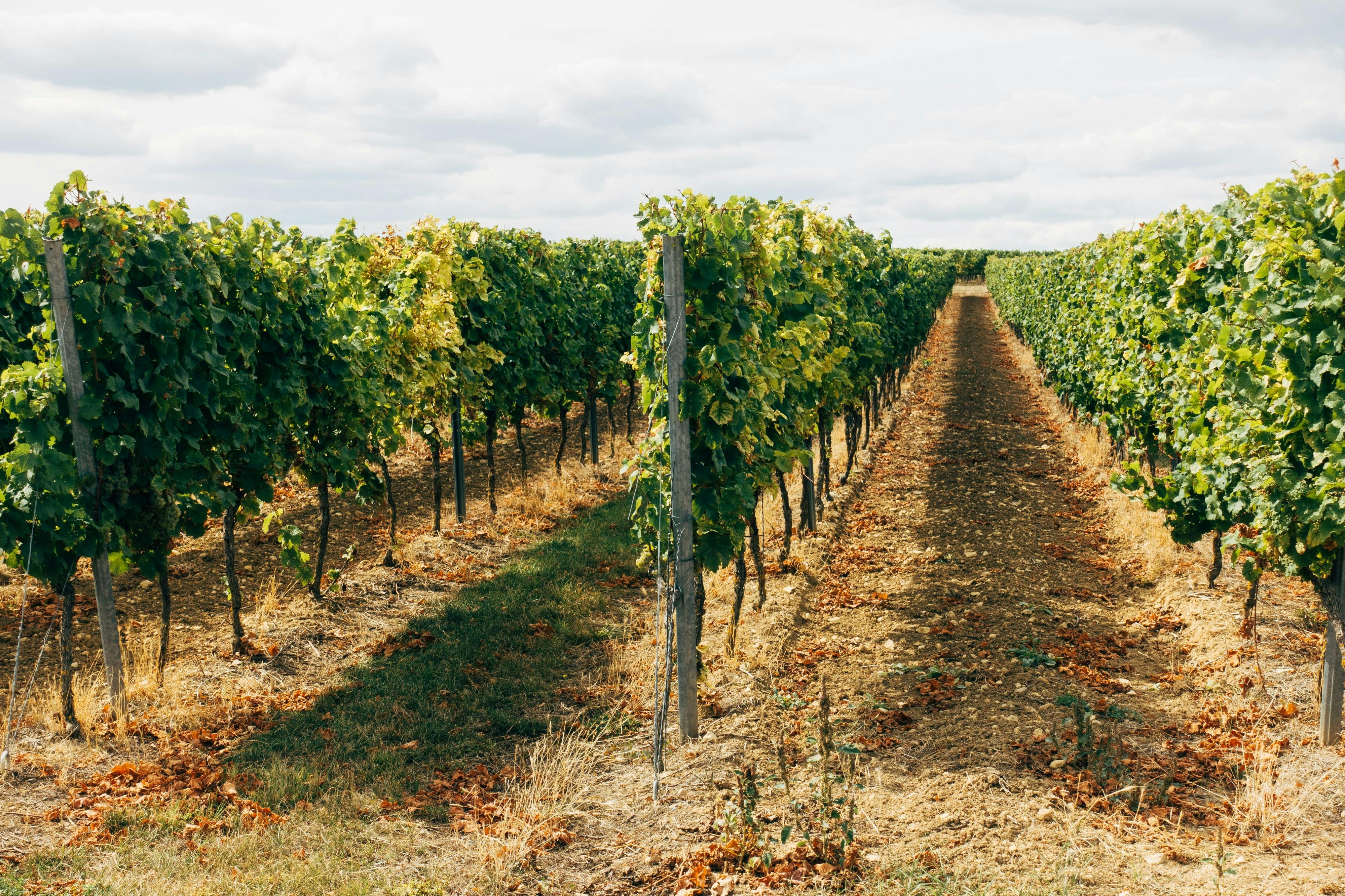 Vineyards