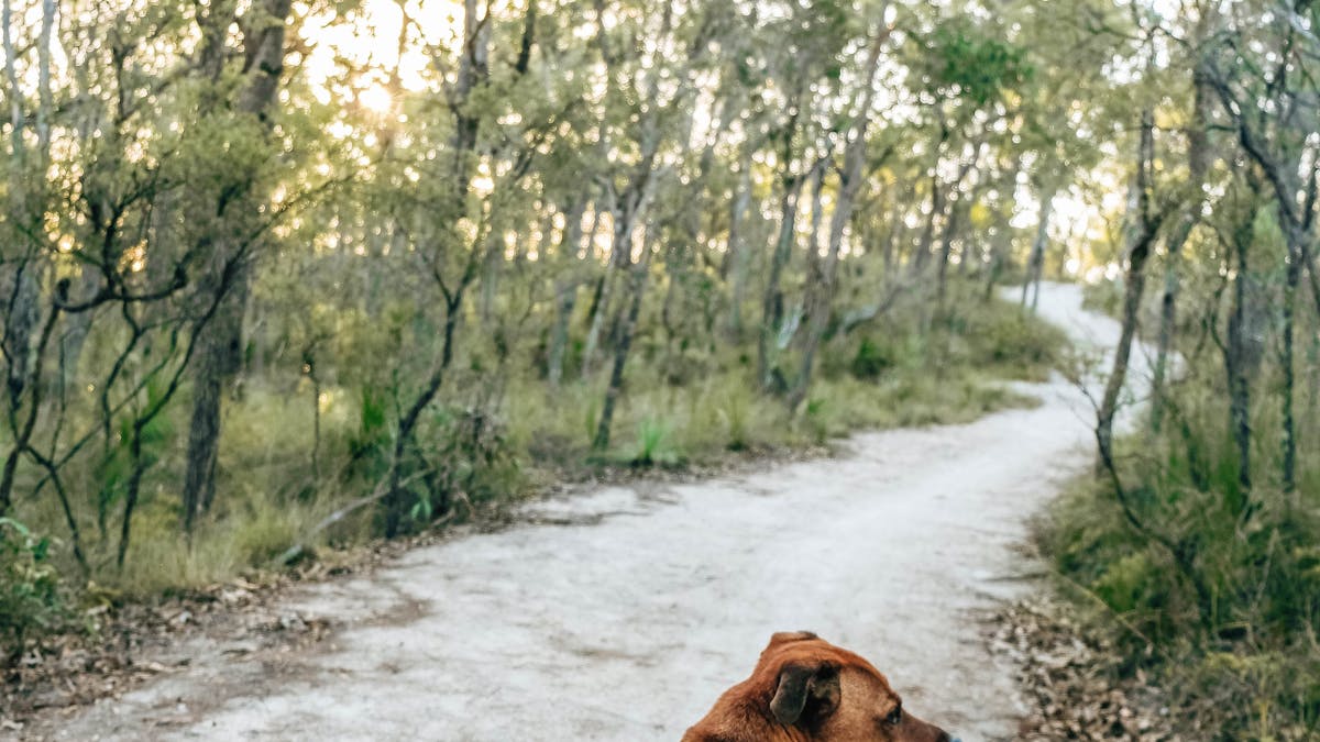 Brown dog on leash enjoying a walk through Don and Christine Burnett Conservation Area