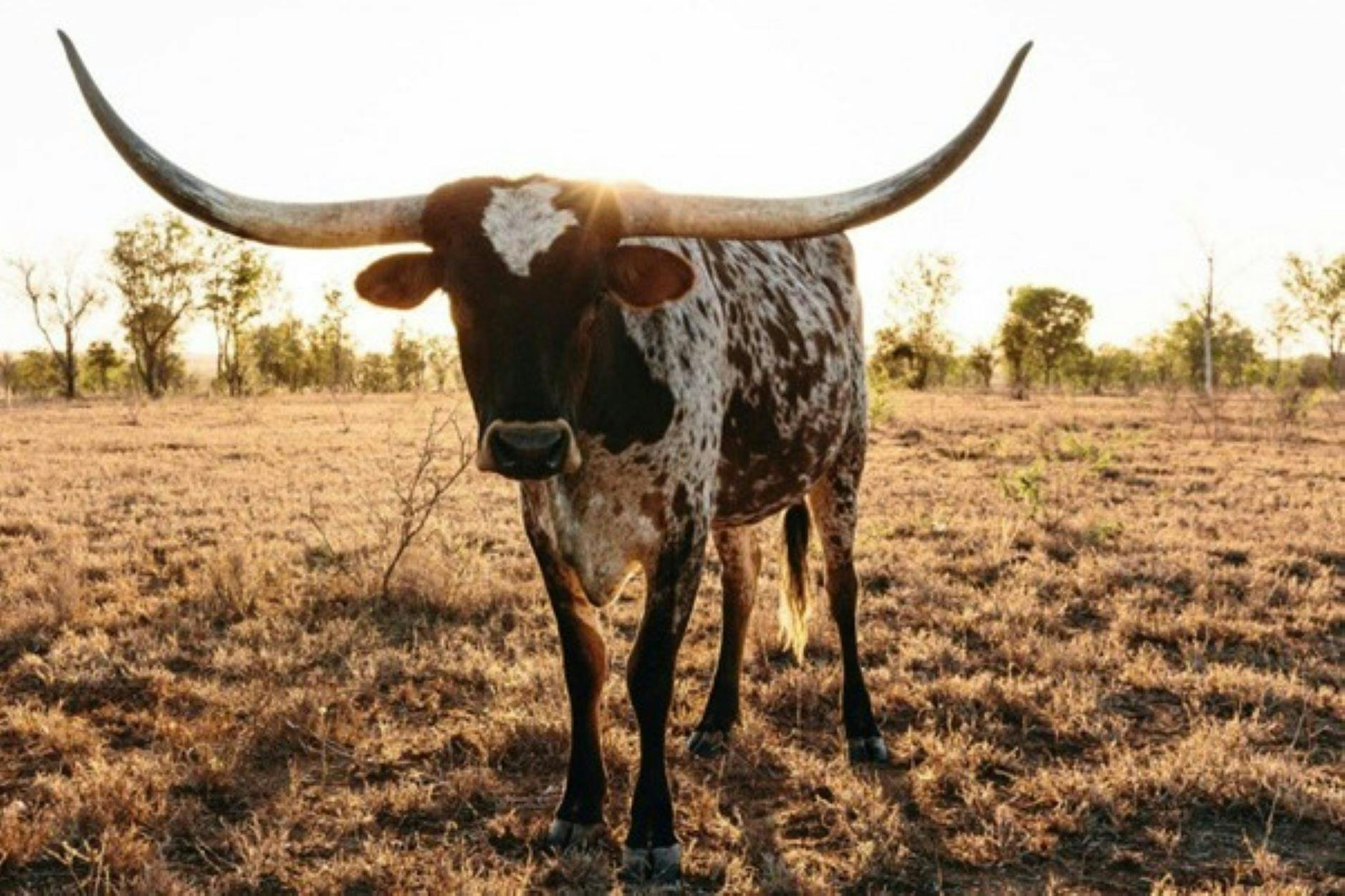 Texas Longhorn