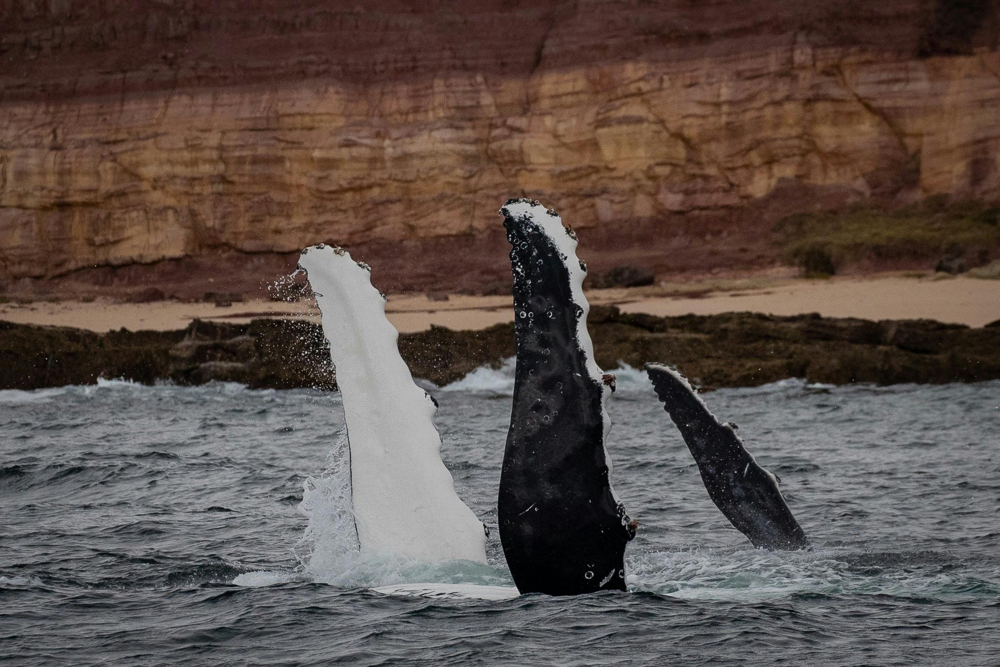 Humpback whale mother and calf, Middle Beach, Merimbula