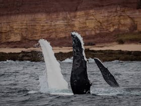Humpback whale mother and calf, Middle Beach, Merimbula
