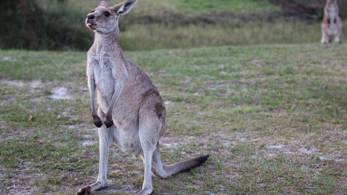Kangaroo_spotting_at_toorbul_beach_near_bribie_island_visit_moreton_bay_region