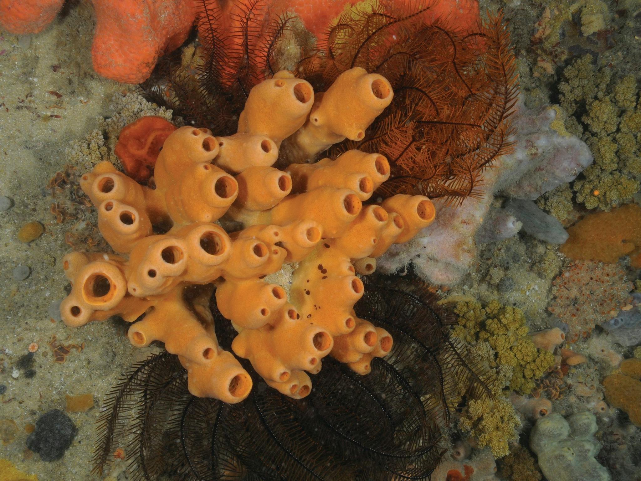 Point Hicks Marine National Park