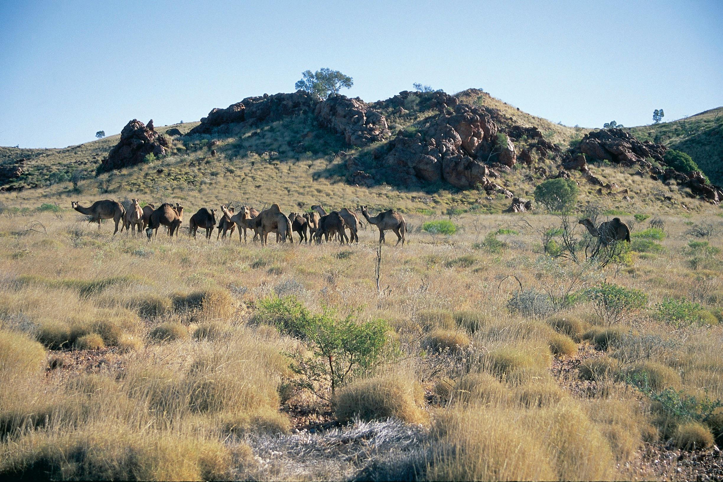 Pilbara Wildflower Trail, Marble Bar, Western Australia