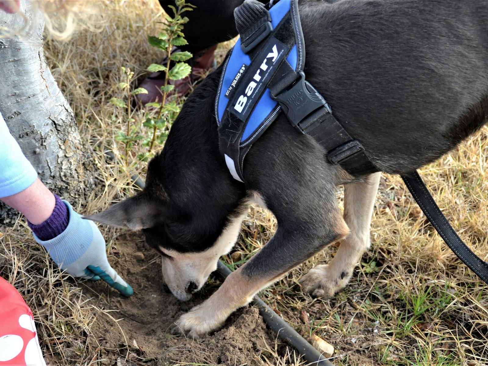 Image for Truffle hunt and tasting