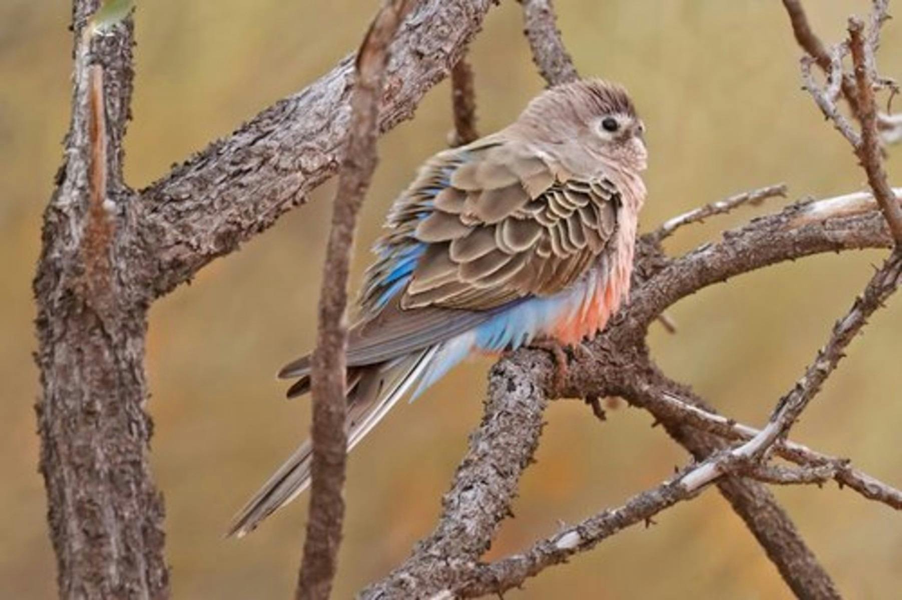 Nallan_Station_Birdwatching_Bourkes_parrot