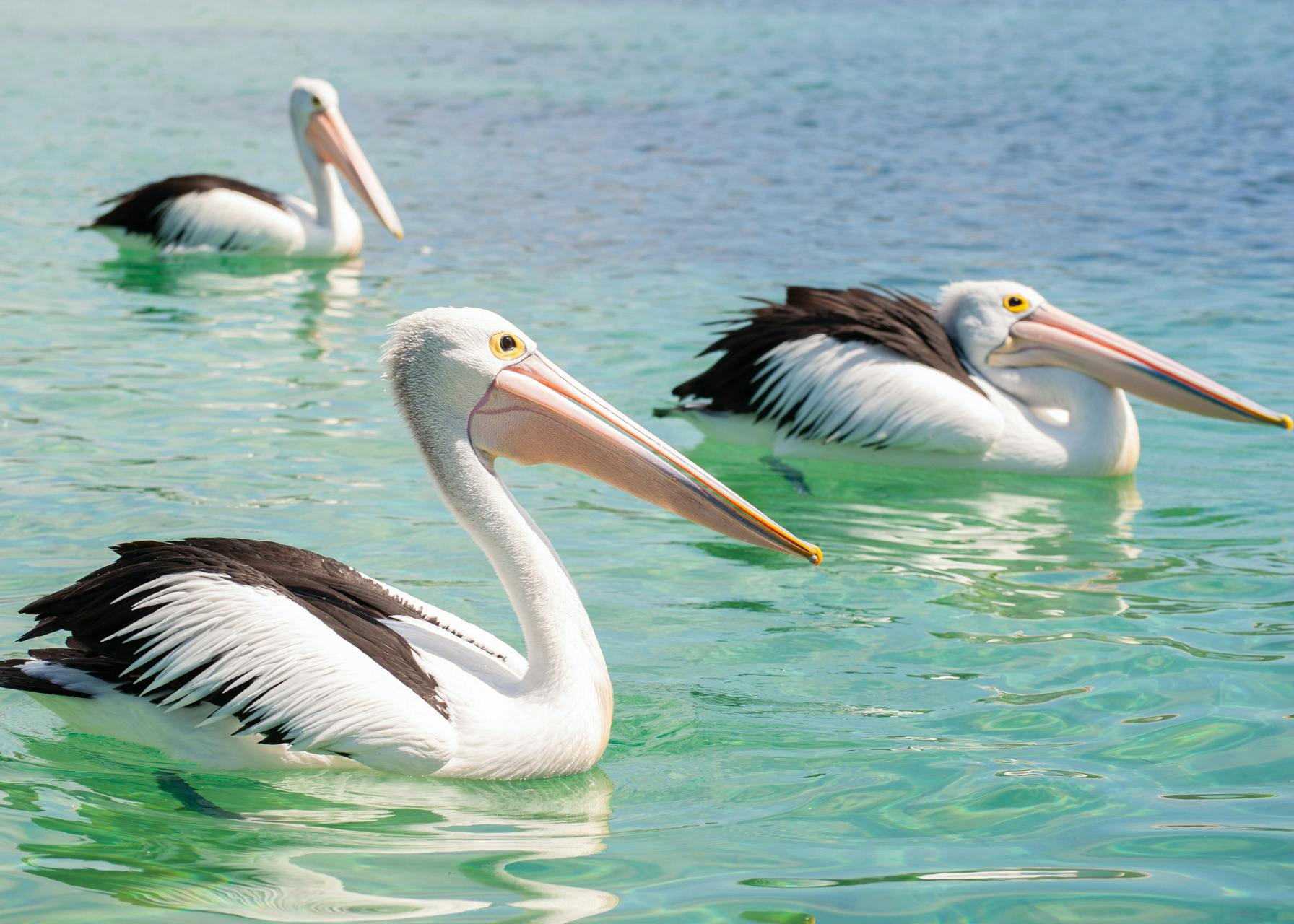 Pelicans are frequently seen in Merimbula on our tours.