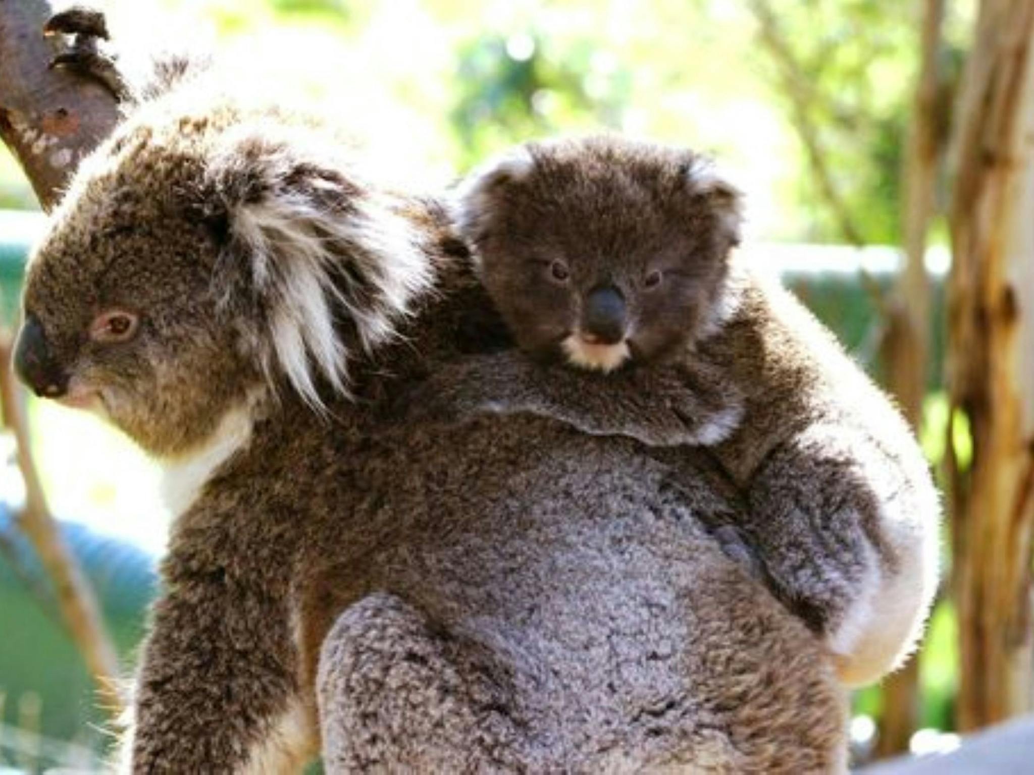 Koala Conservation Reserve