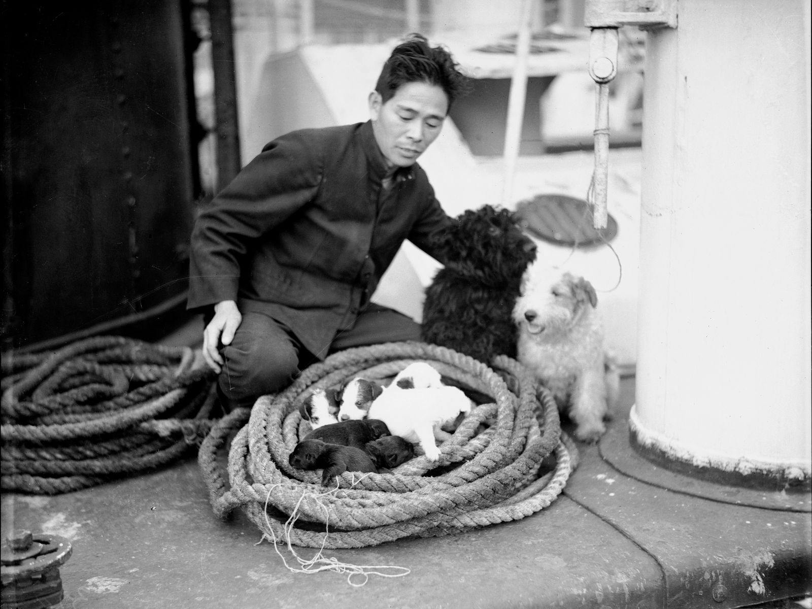 Cats and Dogs All at Sea