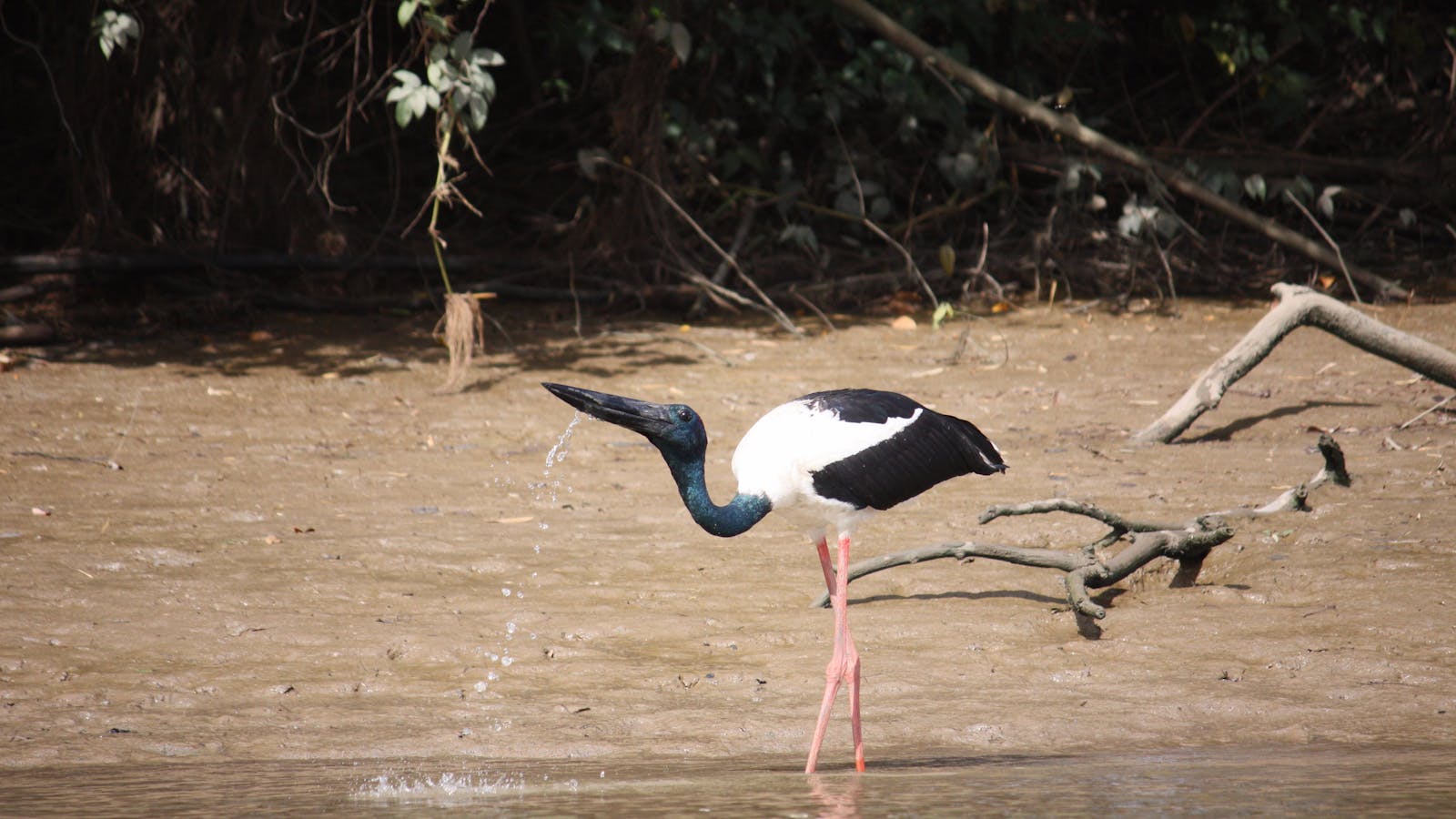 Adelaide River Tours