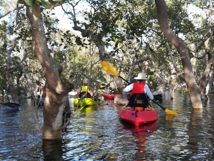 Group of kayak paddlers moving between the mangrove trees on Pelican Island