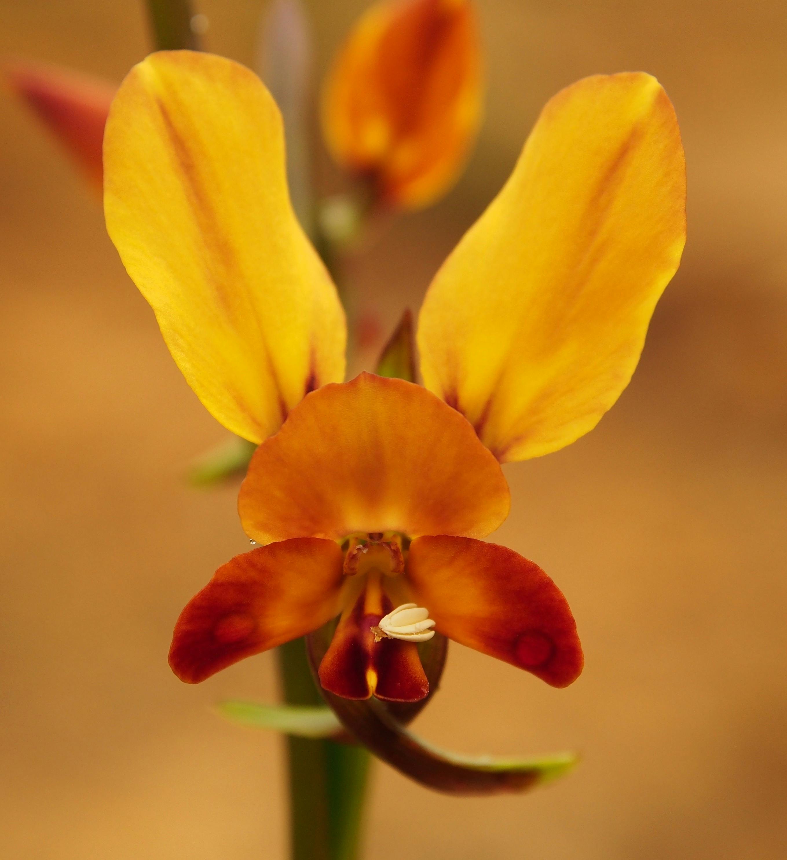 Donkey Orchid