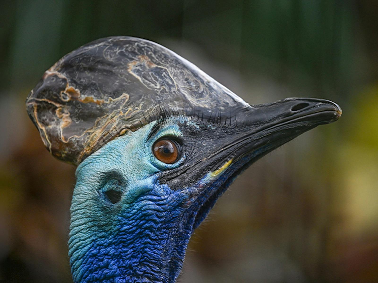 Cassowary