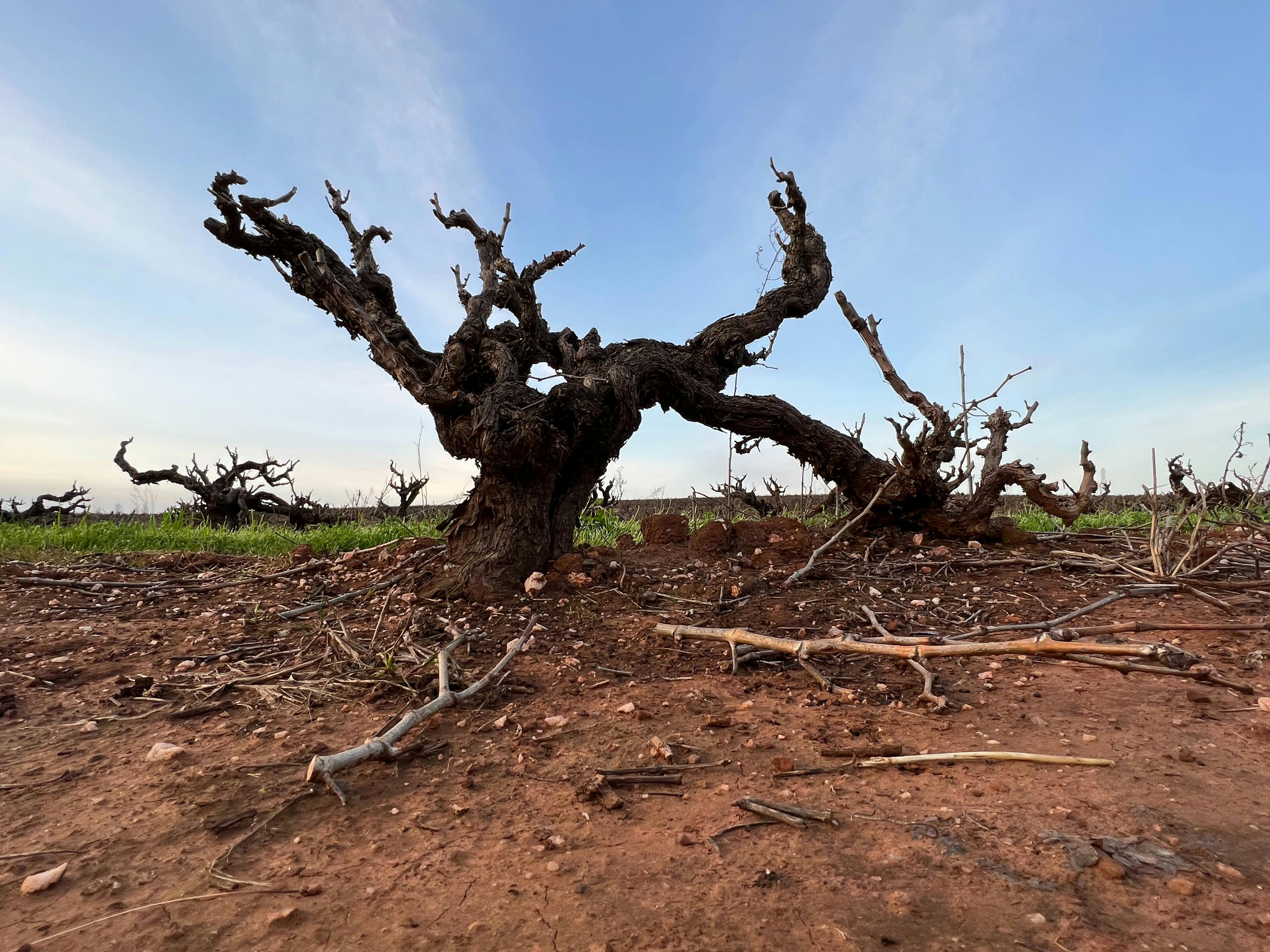 Barossa Valley - Grenache Old Vine