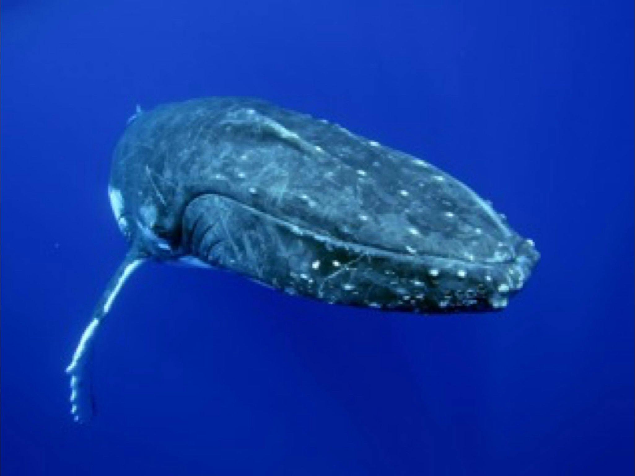 Ningaloo Blue Dive, Exmouth, Western Australia