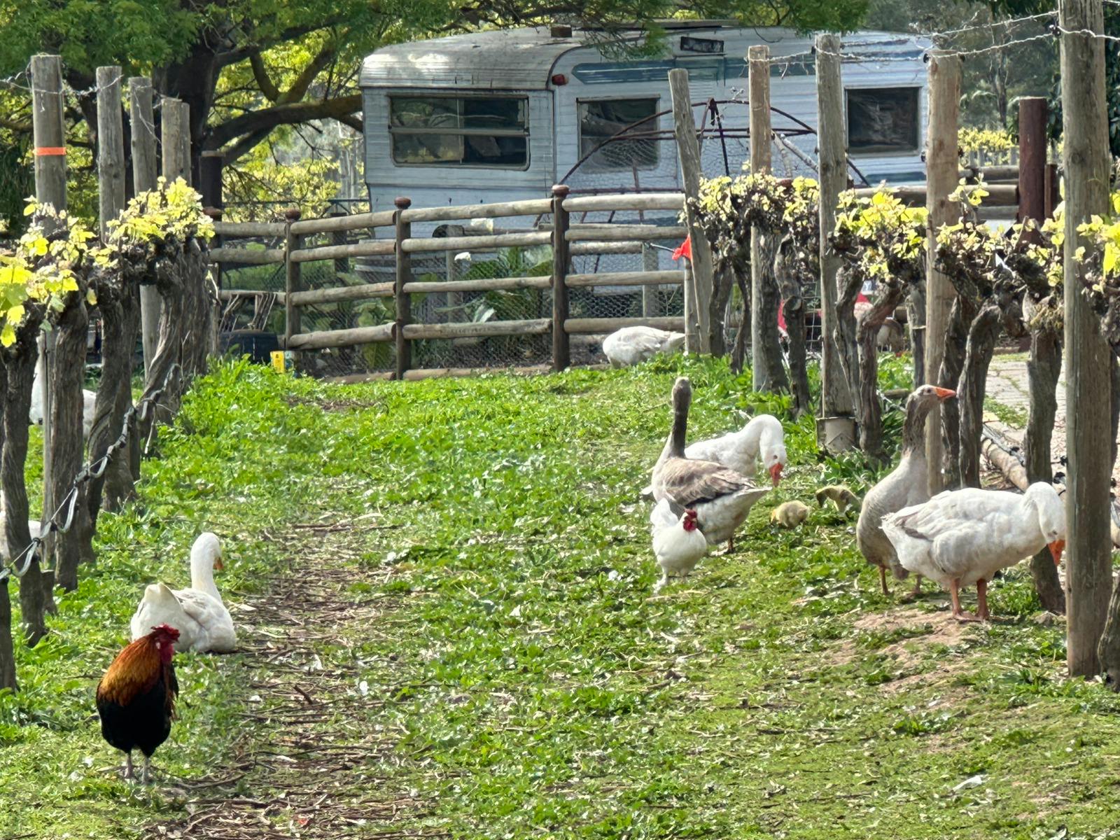 Whitefeather Red Winery