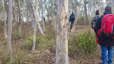People walking through bushland
