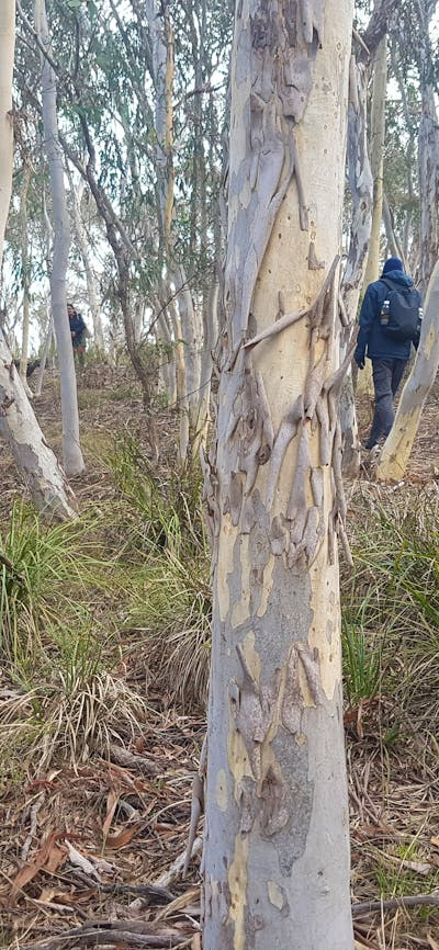 People walking through bushland