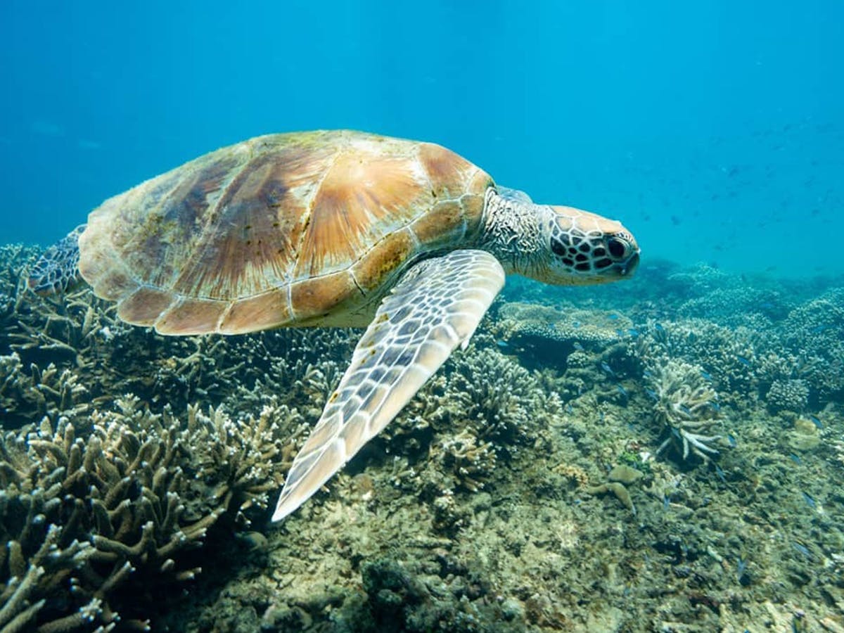Turtle